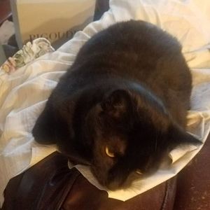 Meet your Posher, Cassandra